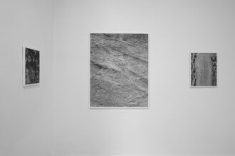Ripples in the Surface of Things: Recent Works on Nature by Sam Laughlin (Serchia Gallery, Bristol)