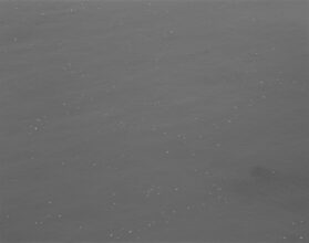 Seabird Rafts (four species) © Sam Laughlin