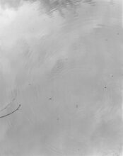 Water Striders (Gerridae) © Sam Laughlin