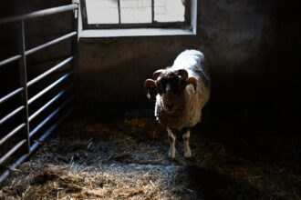 © Johannes Pretorius