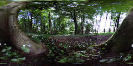 Templeton Woods - Internet of Nature (SG Borda / JK Donnelly)