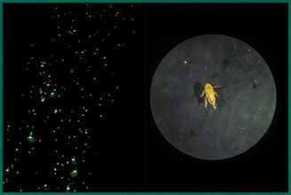 from Fastidiosa ©Jean-Marc Caimi & Valentina Piccinni, courtesy Overlapse