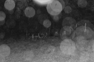 A Far Eyrie, 2023 © Abigail Tinnion