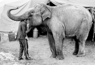 Circus Hoffan, Neil with his head in an elephant's mouth, Weymouth, Dorset, July 1974 © Daniel Meadows