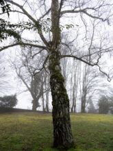Hadamar: Mass grave site in morning fog © Richard Wood
