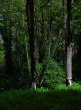 Pirna Sonnenstein: Mass Grave Site On Hillside © Richard Wood