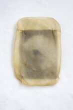 Ramona Güntert, porous, kombucha, photograph printed on plant cover, 2024